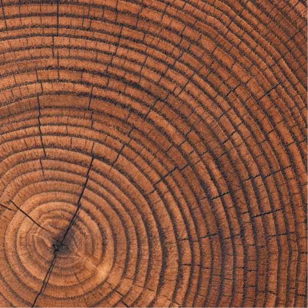 tree-rings